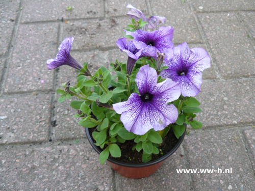 Petunia Surfina Blauw Wit - Klik op de afbeelding om het venster te sluiten